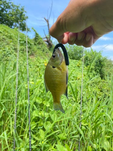 ブルーギルの釣果