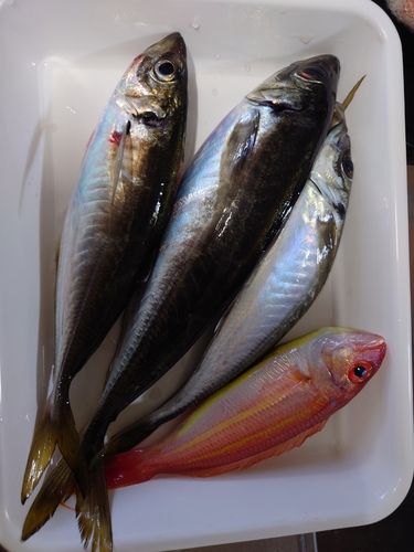 マアジの釣果