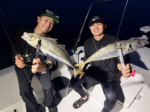 マアジの釣果