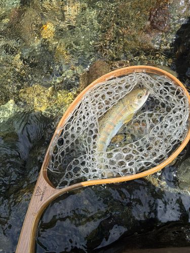 ヤマメの釣果