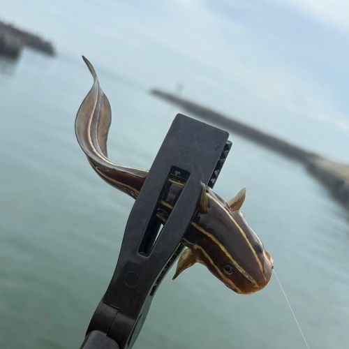 ゴンズイの釣果