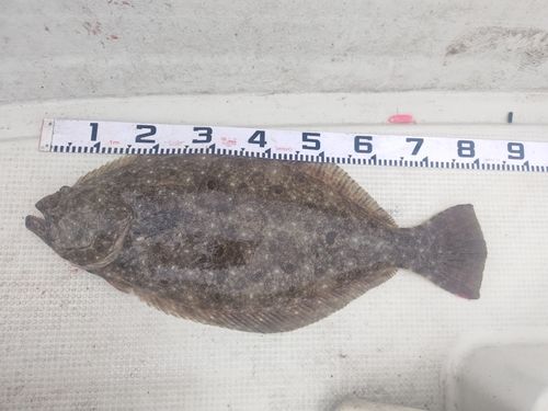 ヒラメの釣果