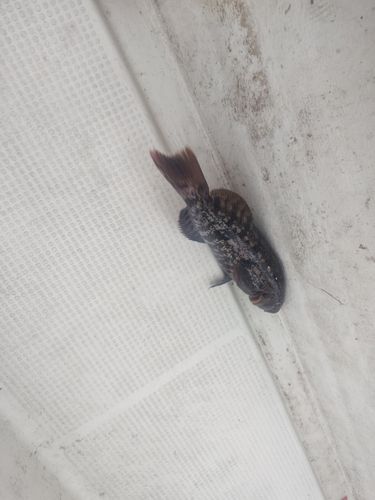 アブラコの釣果