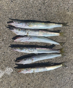 カマスの釣果