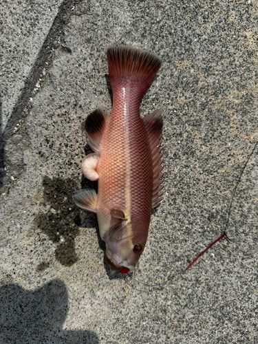 カンダイの釣果
