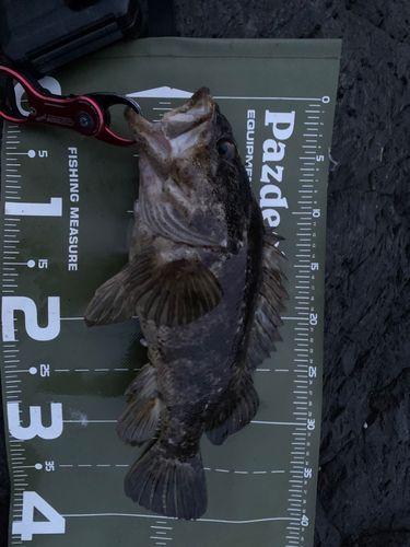 ベッコウゾイの釣果