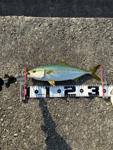 ツバスの釣果