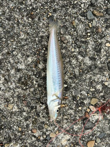 キスの釣果