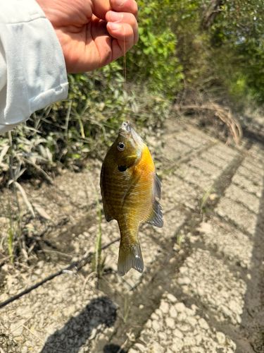 ブルーギルの釣果