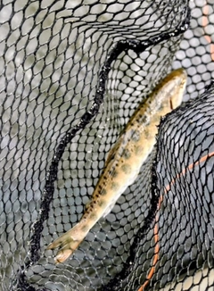 ヤマメの釣果