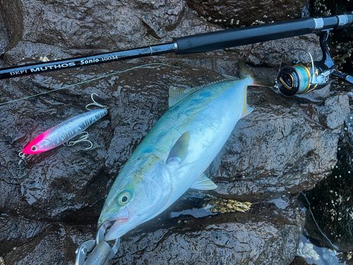 ハマチの釣果