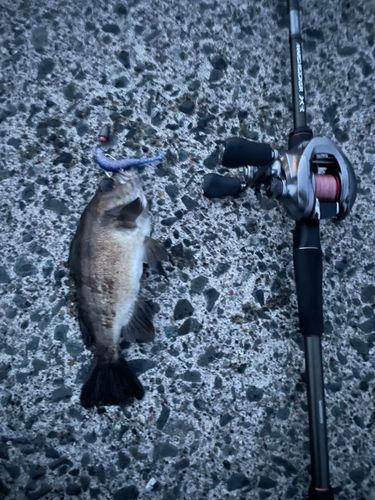 シロメバルの釣果