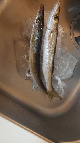 カマスの釣果