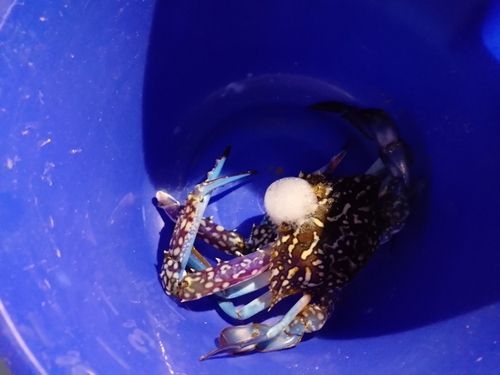 タイワンガザミの釣果