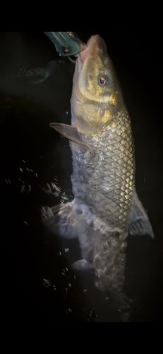 ニゴイの釣果