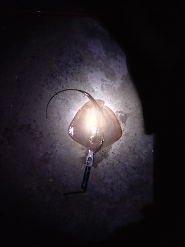 アカエイの釣果