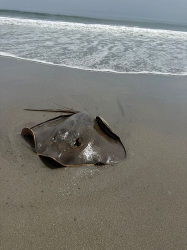 アカエイの釣果