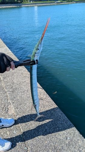 ダツの釣果