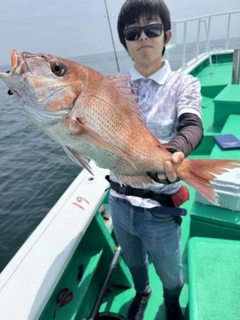 マダイの釣果