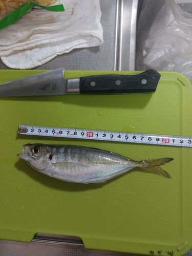 アジの釣果