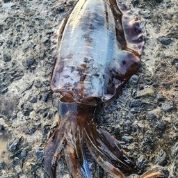 アオリイカの釣果・釣り情報まとめ【2026年最新】 - アングラーズ