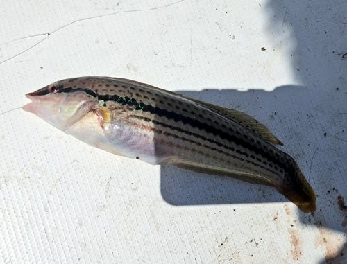 ベラの釣果