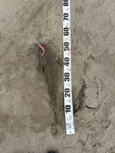 マゴチの釣果