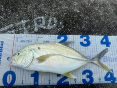 オニヒラアジの釣果