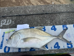 ロウニンアジの釣果
