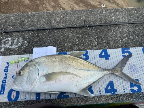 ロウニンアジの釣果