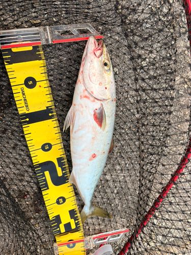 ツバスの釣果