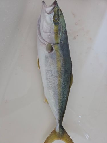 ツバスの釣果
