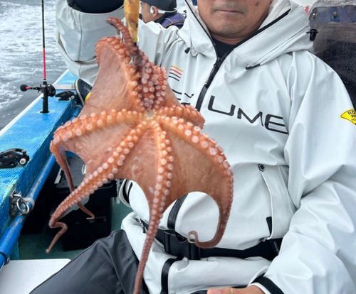 タコの釣果