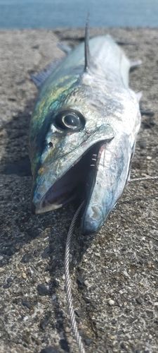 サワラの釣果
