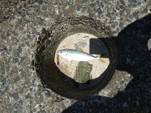 ヤズの釣果
