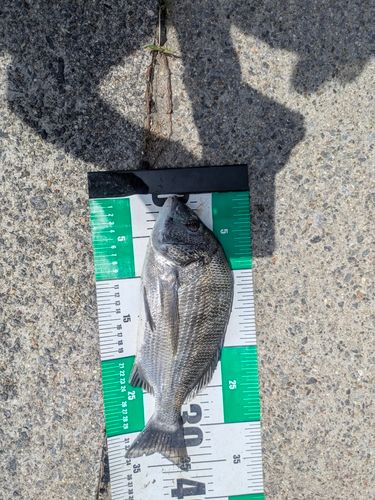 クロダイの釣果
