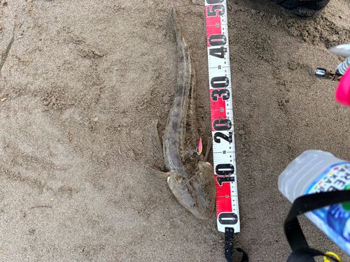 マゴチの釣果