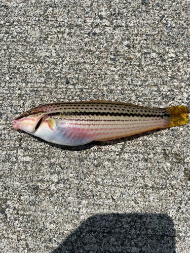 キュウセンの釣果