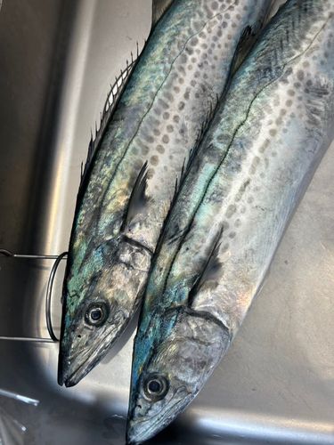 サワラの釣果