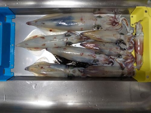 ケンサキイカの釣果