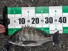 チヌの釣果