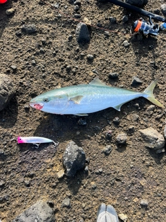 ブリの釣果