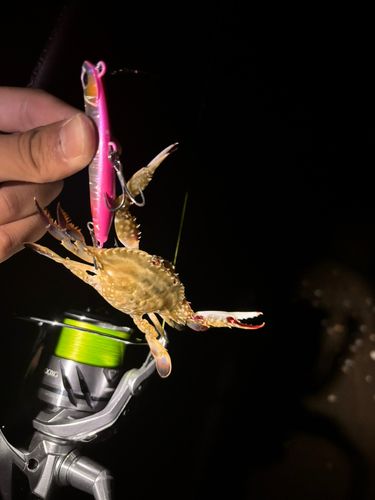 カニの釣果