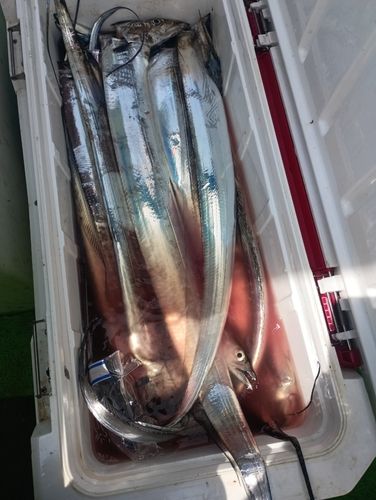 タチウオの釣果