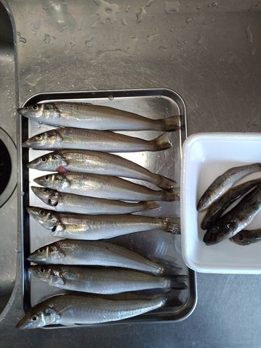 シロギスの釣果