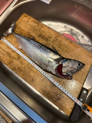 ソウダガツオの釣果