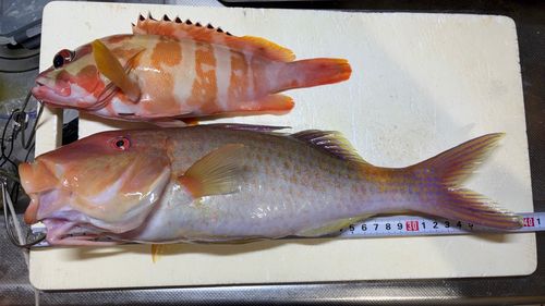 オジサンの釣果