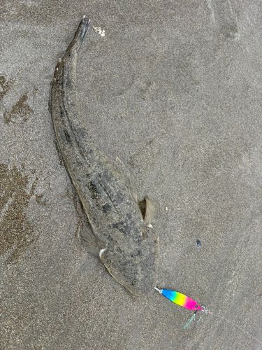 マゴチの釣果
