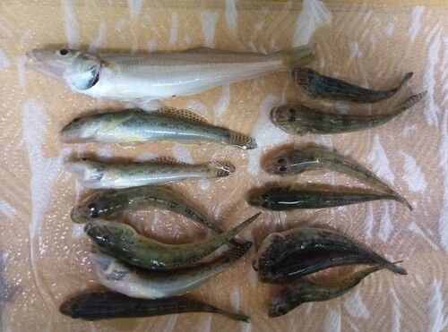 シロギスの釣果