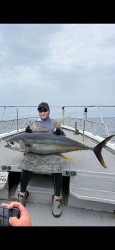 キハダマグロの釣果